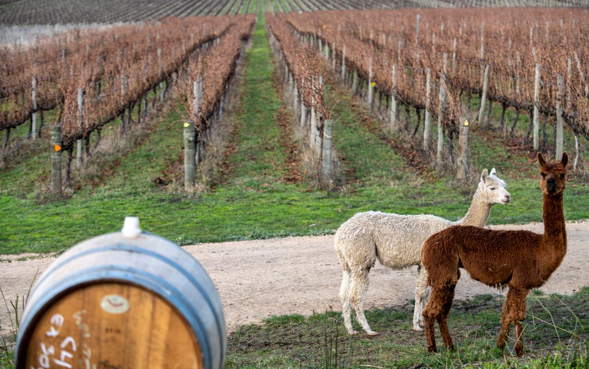 Two alpacas beside the vines at Shining Rock Vineyard