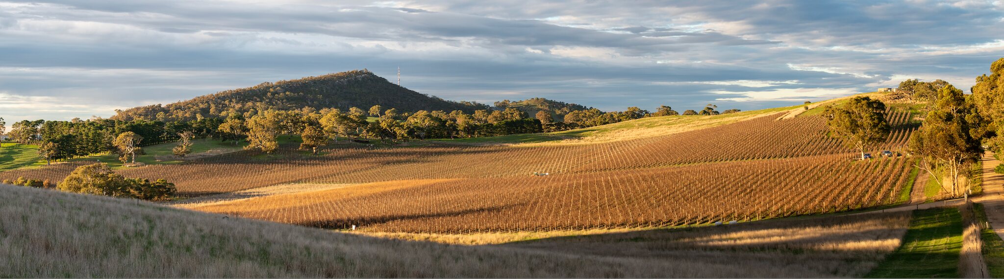 Golden light over the rows of Shining Rock Vineyard in Nairne