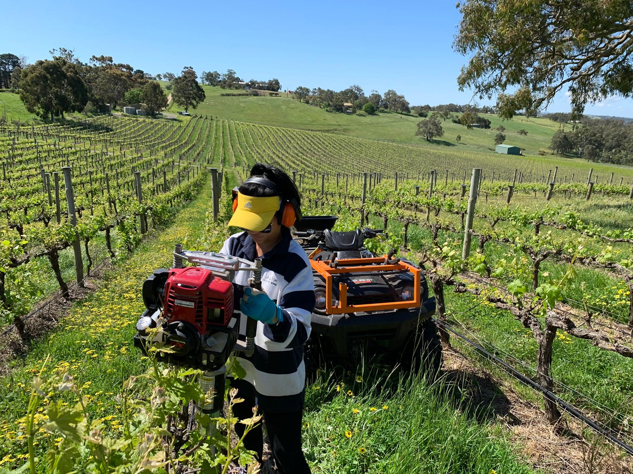 Wendi working among the vines at Shining Rock Vineyard
