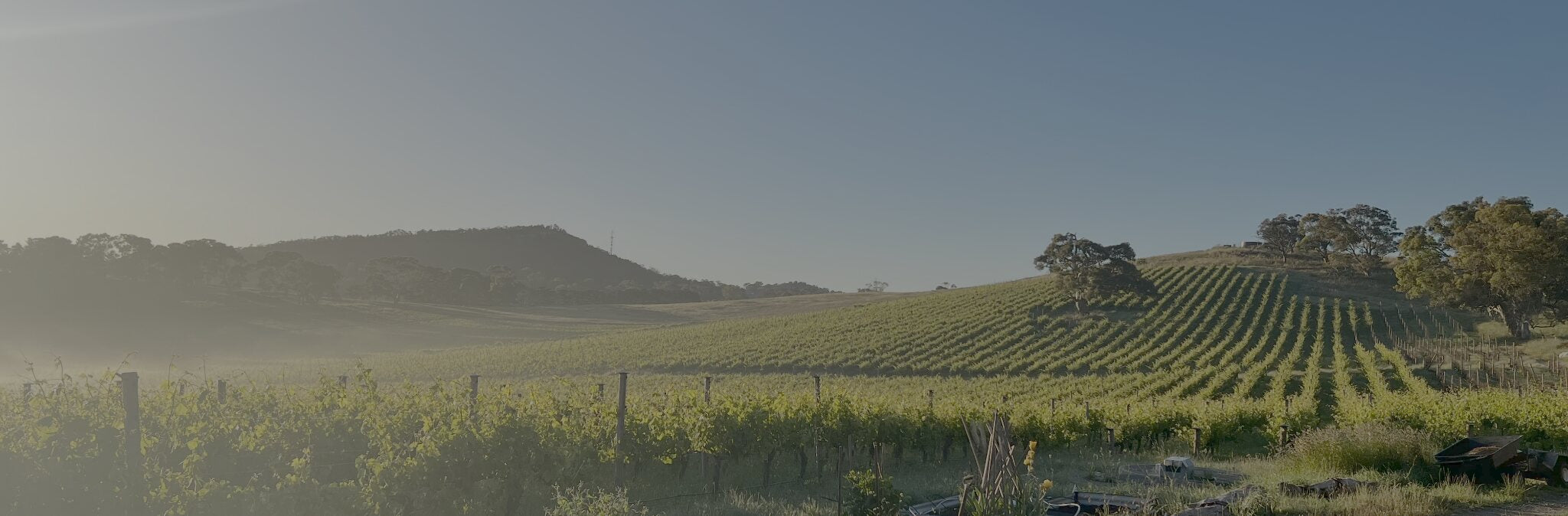 Spring growth across Shining Rock Vineyard